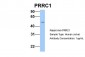 PRRC1 antibody - middle region